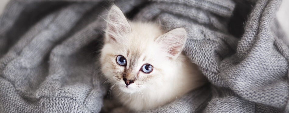white cat with blue eyes