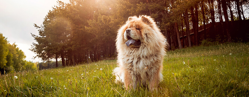 Beautiful dog chow-chow in the park.