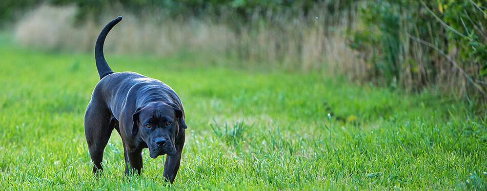 Black Presa Canario in park