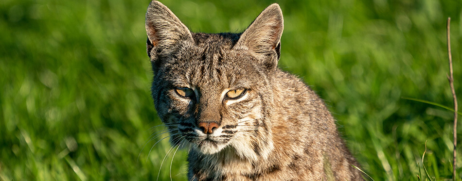 Cat sitting in a green meadow, at Point Reyes, California