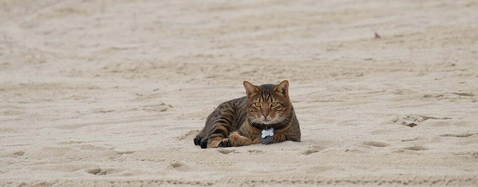 Cat sitting on the beach.
