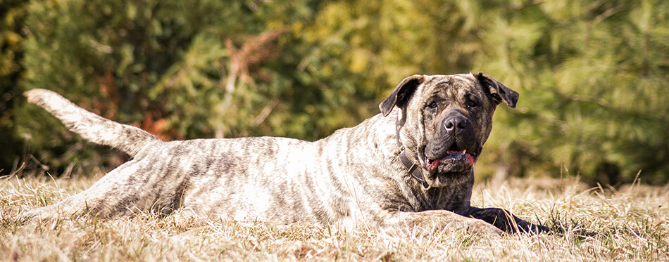 Dogo Canario in beautiful park outside.