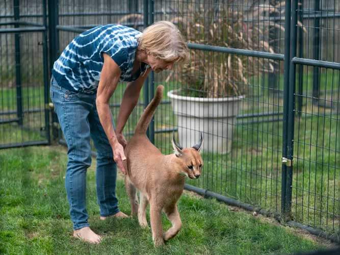 Elaine Westfall plays with her 1-year-old African caracal , Wasabi. in her backyard