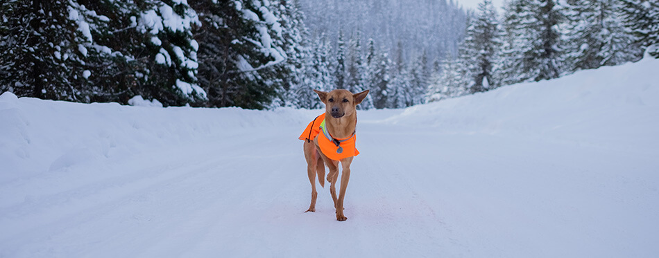 Formosan Mountain Dog in the snow