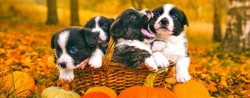 Funny happy welsh corgi pembroke puppies dogs posing in the basket with pumpkins on an autumn Halloween background.