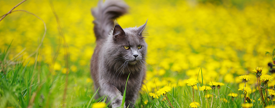 Gray fluffy maine coon cat walks through a meadow with grass and dandelions in the sun in summer