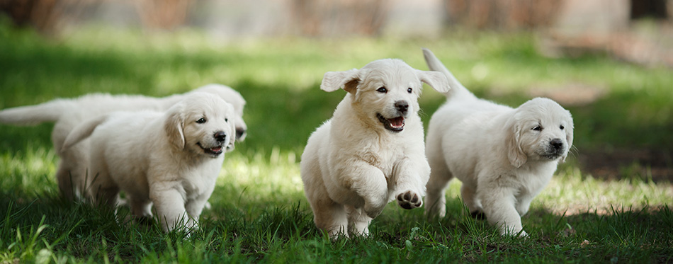 Little puppys Golden retriever, running around, playing in the summer park