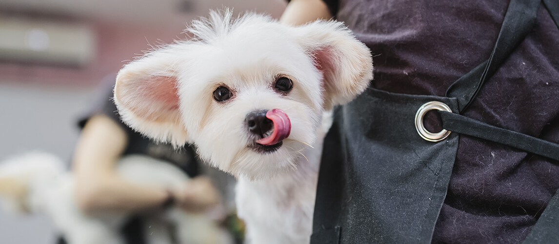 Maltese dog grooming.