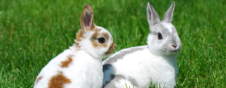 Mini Rex Bunnies