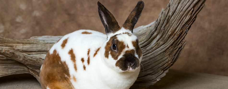 Mini Rex Velveteen rabbit
