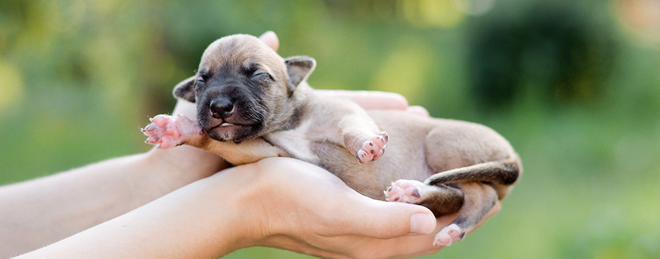 Newborn whippet puppy laying on the hand