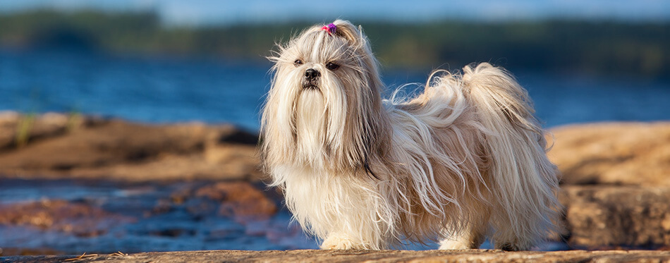 Shih-tzu dog standing on lake shore.