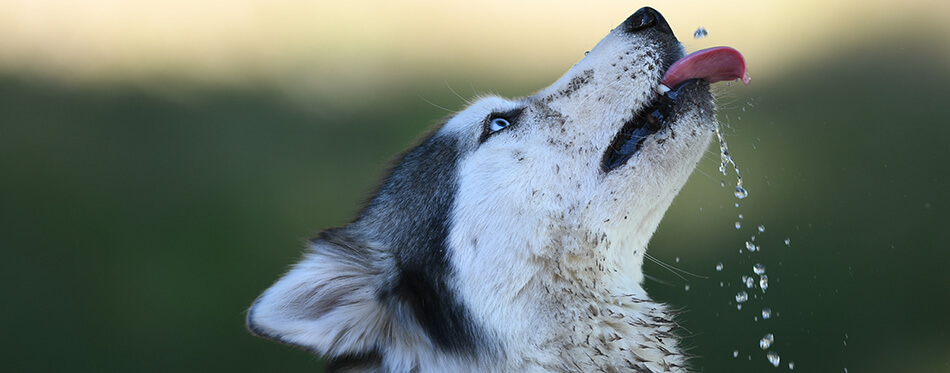 Siberian husky dog drinking water from bottle in the park in the summer