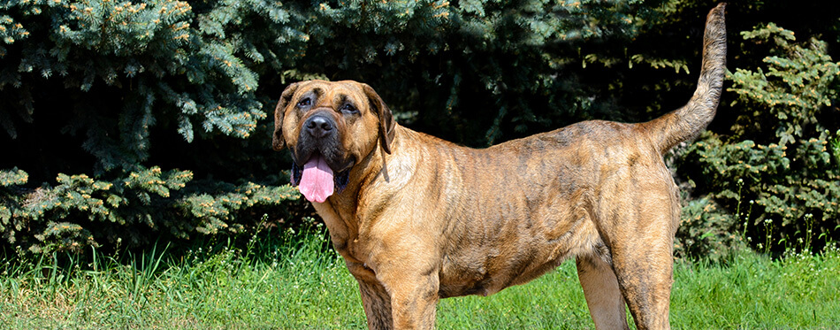 The Presa Canario is in the city park.