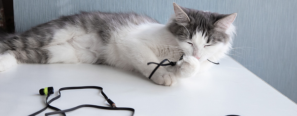 The cat chewing on the headphones and is chewing on the wires. 