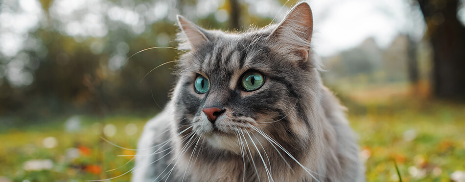 The cat looks to the side and sits on a green lawn.