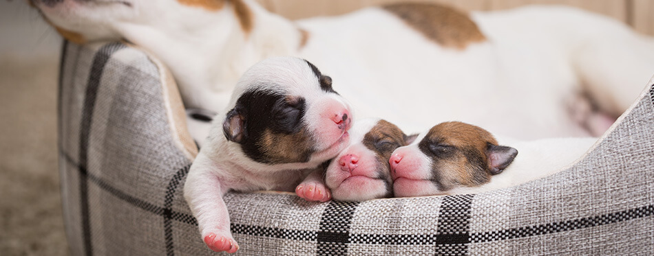 The dog feeds the puppies of the newborn breed Jack Russell Terrier,