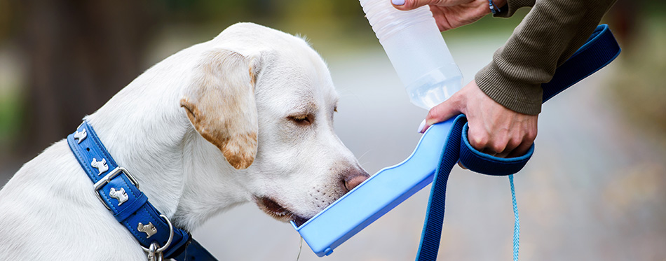 Thirsty dog drinking water from the plastic bottle in owner hands, close up photo.