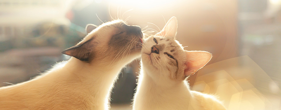 Two cats loving each other , Cleaning by licking hair.