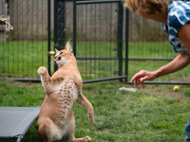 Wasabi, 1-year-old African caracal is sitting and playing with Elaine Westfall