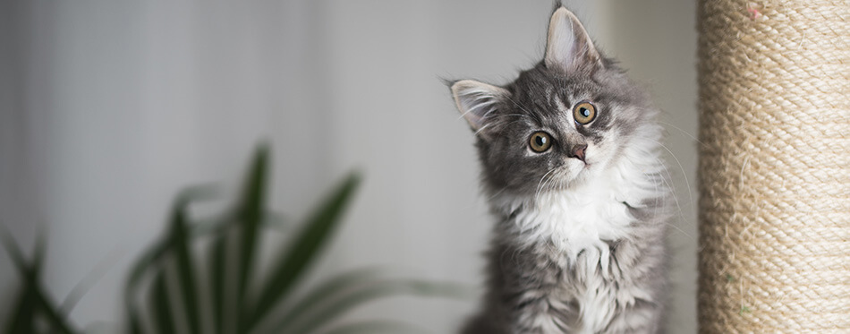 blue tabby maine coon kitten standing on cat furniture tilting head beside a houseplant in front of white curtains