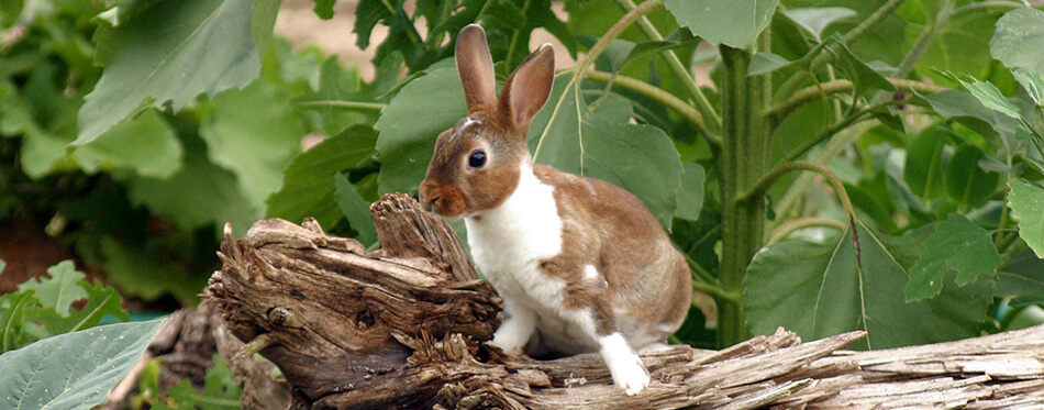 bunny on log in sunflower patch