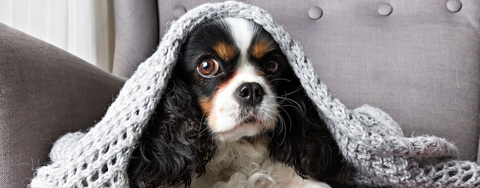 cute dog, cavalier spaniel under the warm grey blanket