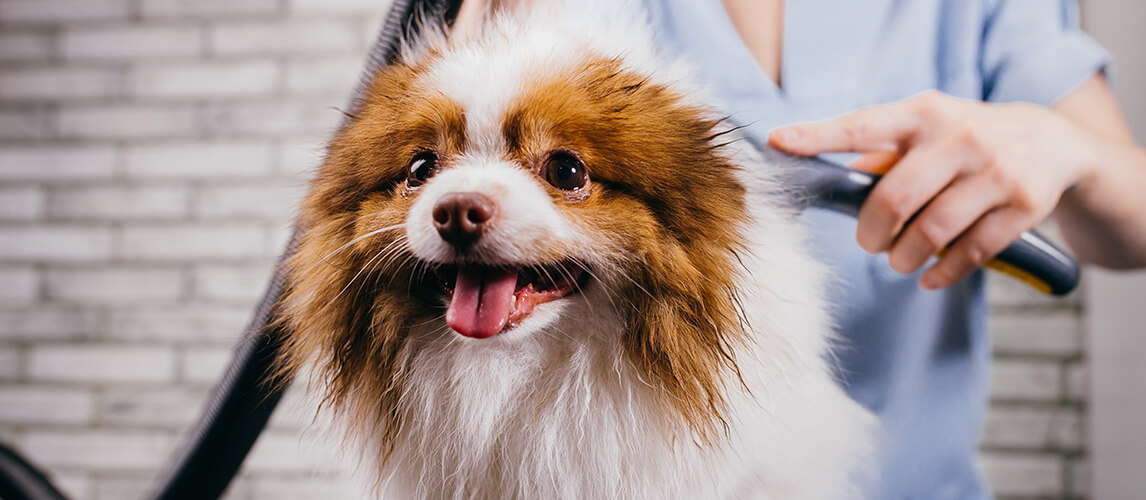 cute little spitz puppy don't afraid of grooming procedures. professional groomer carefully cut her hair, wash and comb. grooming, dogs, animals, pets concept