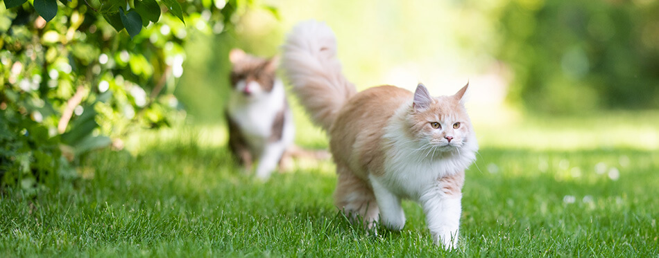 front view of a beige white maine coon cat with fluffy tail walking away from tabby british shorthair cat in the back yard on a sunny day