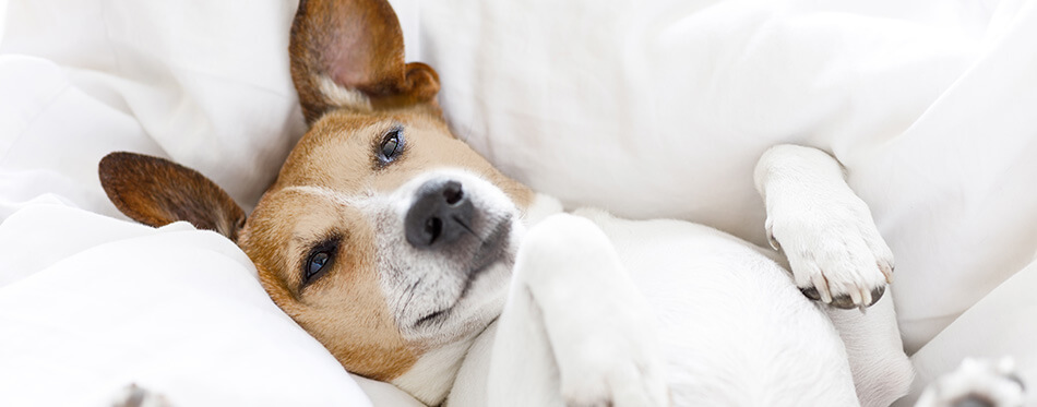 jack russell dog sleeping on the blanket in bed in bedroom, ill ,sick or tired, eyes open