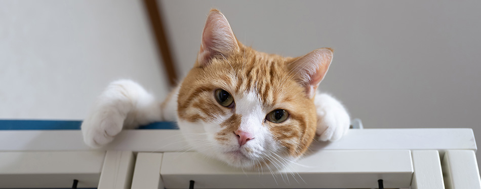 A brown-white cat relaxing on a cat cage