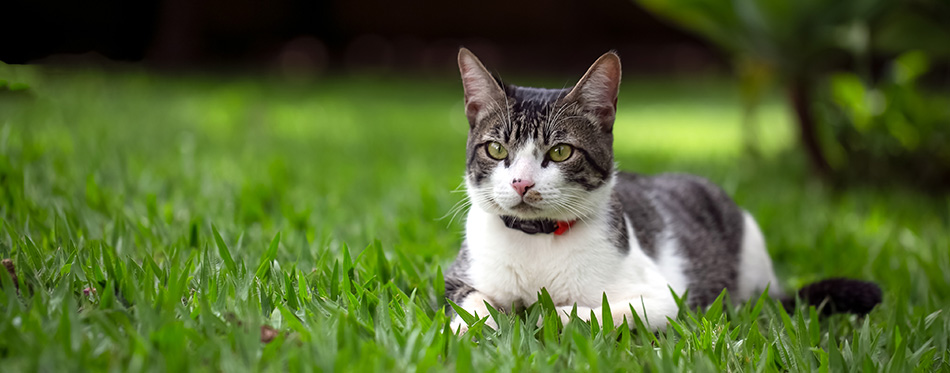 A male cub cat observes the movement of the street lying on the grass of the garden.