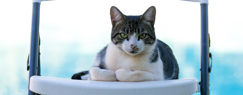 A male tabby cat looks at the camera. 