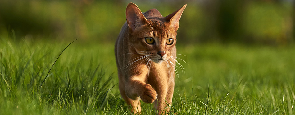 Abyssinian cat on lawn in the garden