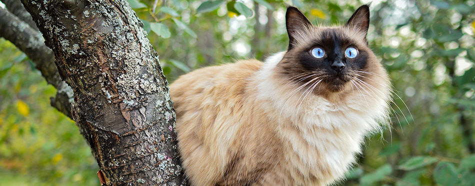 Balinese cat sitting on a cherry tree in a green garden