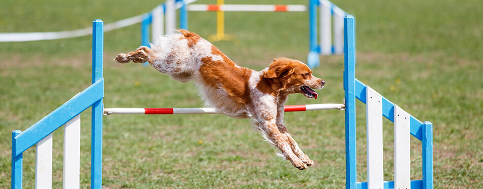 Brittany dog jumping over hurdle in agility competition