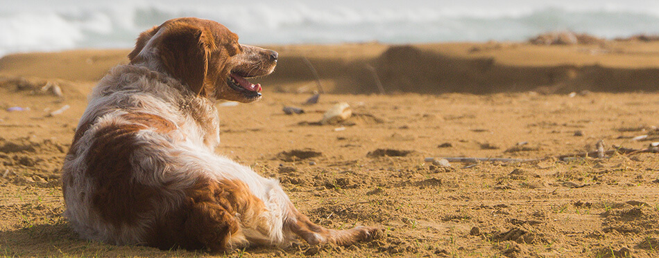 Brittany spaniel, portrait while rest at the beach
