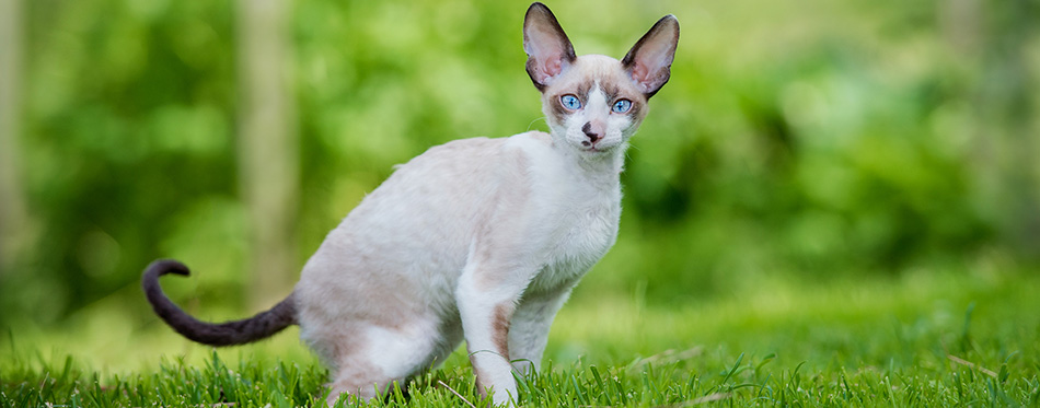 Cornish rex kitten in summer