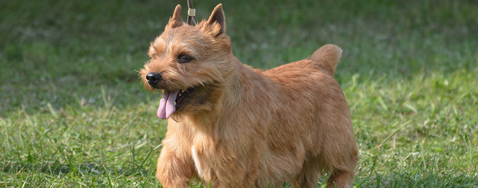 Cute Glen of Imaal terrier with his tongue sticking out.