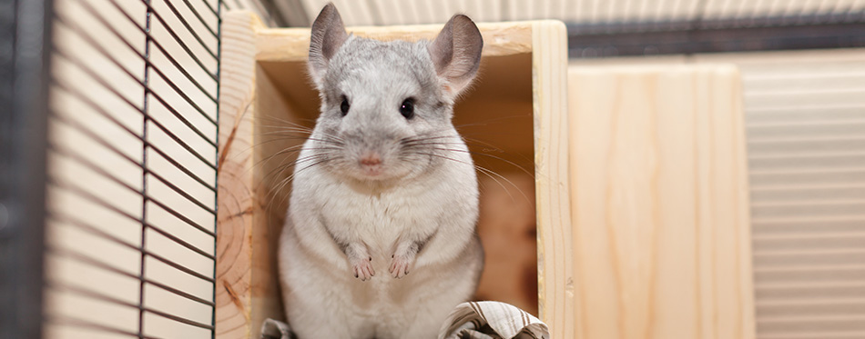 Cute Mosaic Chinchilla In Play