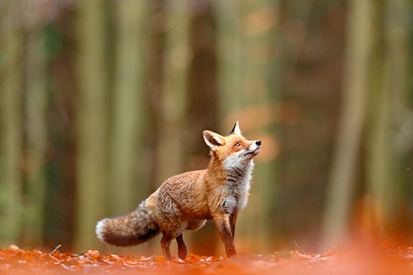 Cute Red Fox, Vulpes vulpes in fall forest. 