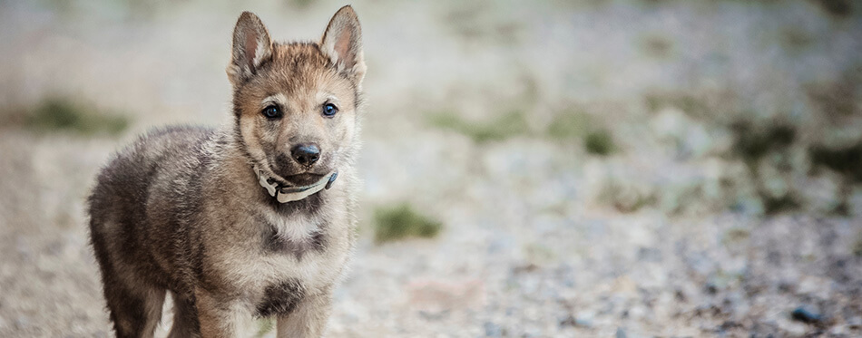 Czechoslovakian Wolfdog puppy