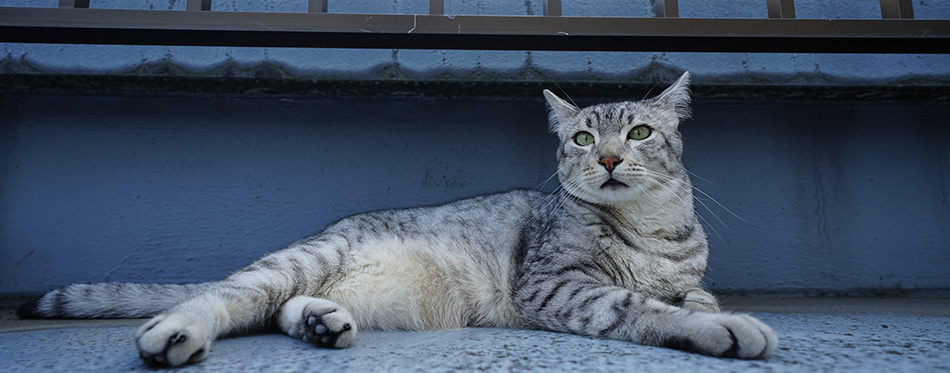 Egyptian mau at rooftop