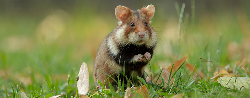 European hamster in a green meadow with lime blossoms