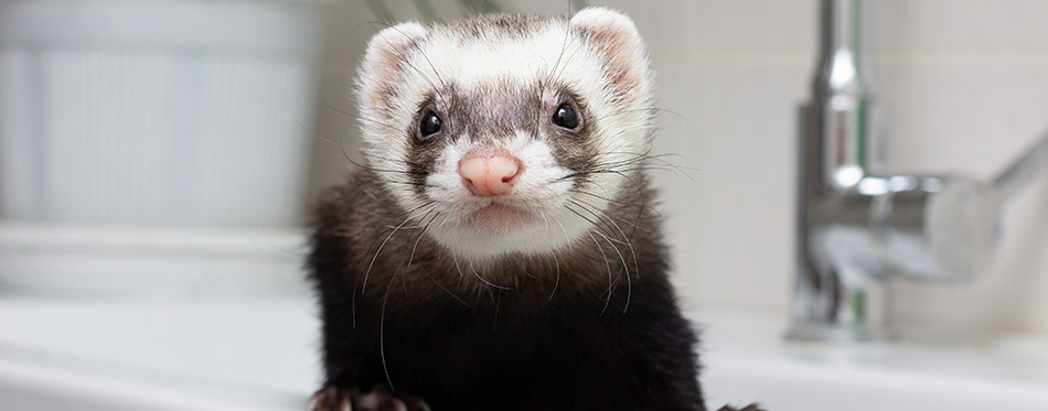 Ferret (polecat) wash in water in the bathroom