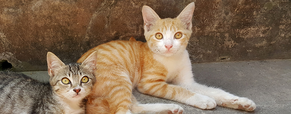 Javanese cat