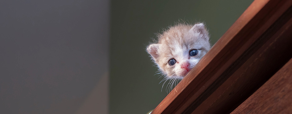 Kittens look down from high places.