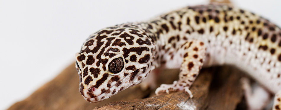 Leopard gecko, in front of white background (Eublepharis macularius)