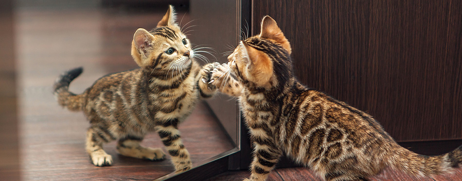 Little cute curious bengal kitten looking into the mirror of a wodrobe indoors