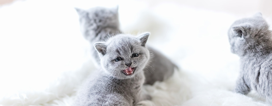 Little grey kitten turning his head around and meowing and showing his teeth. 